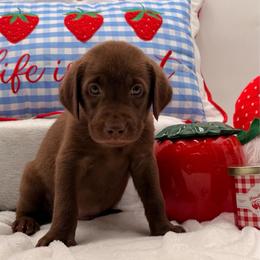 Red - Chocolate male Labrador Retriever puppy in Heath Springs, South Carolina from Rich Hill Retrievers