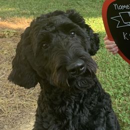 Darcy - Goldendoodle