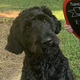 Darcy - Goldendoodle