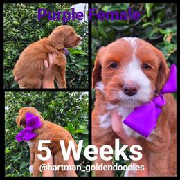 Purple - Red  female Goldendoodle puppy in Upland, California from Hartman Goldendoodles
