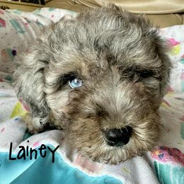 Lainey - Blue merle female Aussiedoodle puppy in Winnsboro, Texas from Happy Hollow Ranch