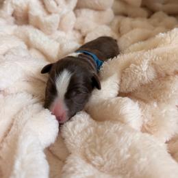 Umbreon - Chocolate male Border Collie puppy in Hephzibah, Georgia from Astoria Border Collies