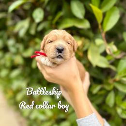 Battleship - Red  male Goldendoodle puppy in Orangevale, California from Ugly Dad Doodles