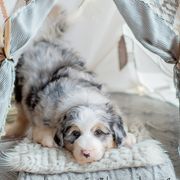 Aussiedoodles, Bernedoodles, Bordoodles, Goldendoodles, and Sheepadoodles from Crooked Creek Doodles and Poodles