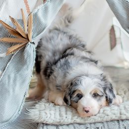 Aussiedoodles, Bernedoodles, Bordoodles, Goldendoodles, and Sheepadoodles from Crooked Creek Doodles and Poodles
