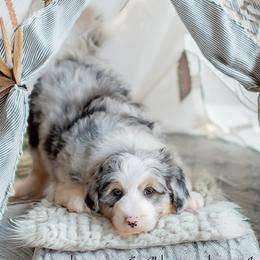 Aussiedoodles, Bernedoodles, Bordoodles, Goldendoodles, and Sheepadoodles from Crooked Creek Doodles and Poodles