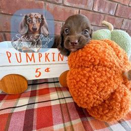 Hershey - Chocolate male Dachshund puppy in Adamsville, Tennessee from Shiloh Ridge Dachshunds