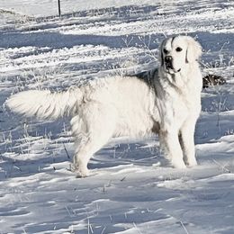 Saba - Golden Retriever