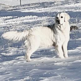 Saba - Golden Retriever