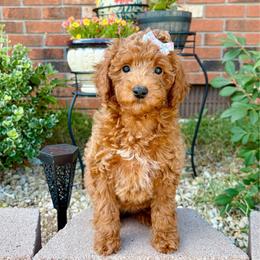 Thea-Toy Poodle - Red female Companion Cross puppy in Morehead, Kentucky from Paw Perfect Pets