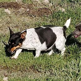 Gypsy - Teddy Roosevelt Terrier