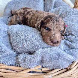 Cuckoo Loca - Merle female Goldendoodle puppy in Taylorsville, Georgia from Sweet Southern Doodles