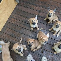 Chinook Puppies from Ferncroft Chinooks