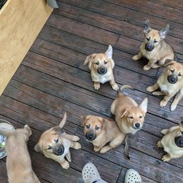 Chinook Puppies from Ferncroft Chinooks