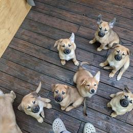 Chinook Puppies from Ferncroft Chinooks