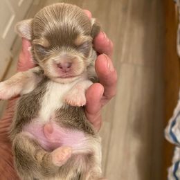 Boy 2 - Blue male Chihuahua puppy in Chino Valley, Arizona from Lane’s Little Longhairs