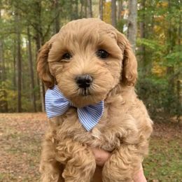 Schnoodle Puppies from Growing Puppies