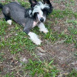 Sly - Black and white male Chinese Crested puppy in Hernando, Florida from BryMar Chinese Cresteds