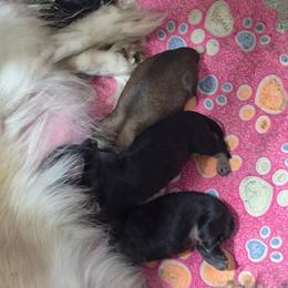 Dachshund Puppies from Amanda Smith