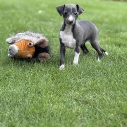 Boy 2 - Blue male Italian Greyhound puppy in Sugar Valley, Georgia from Pinnacle Farm and Kennel
