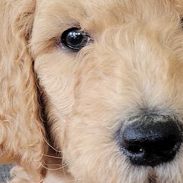 Boy 1 - Goldendoodle puppy in Le Roy, Minnesota from Doodles by the Dam