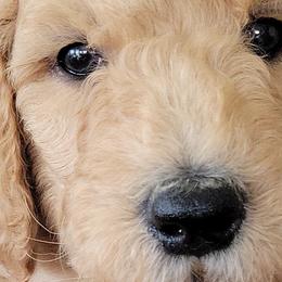 Boy 1 - Goldendoodle puppy in Le Roy, Minnesota from Doodles by the Dam