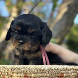 Cavalier King Charles Spaniel Puppies from Royal Mile Cavaliers