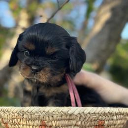 Cavalier King Charles Spaniel Puppies from Royal Mile Cavaliers