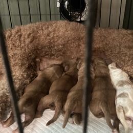 Boy 3 - Brown male Cavapoo puppy in Reading, Pennsylvania from The Mexican Clan...