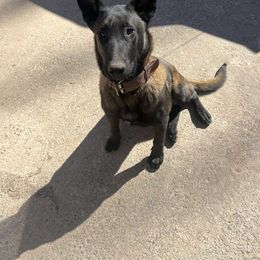 Bruno - Mahogany Belgian Malinois puppy in Elizabethton, Tennessee from Forever Family K9