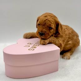 Cherry - Red female Cavapoo puppy in La Vernia, Texas from Texas Teddy Bears