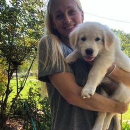 Golden Retriever Puppies from Golden Dust Retrievers