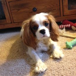 Toby - Cavalier King Charles Spaniel
