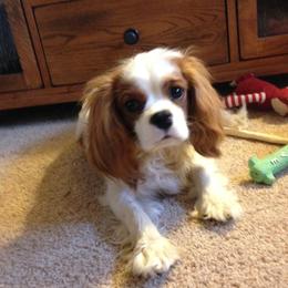Toby - Cavalier King Charles Spaniel