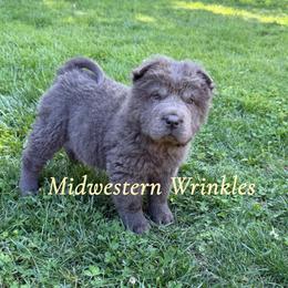 Angelis - Blue dilute female Chinese Shar-Pei puppy in Auburn, Kansas from Justin's Chinese Shar-Pei