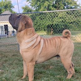 Ricky Bobby - Chinese Shar-Pei