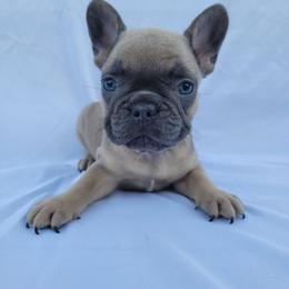 Pearl (Girl 2) - Blue fawn female French Bulldog puppy in Neosho, Missouri from Norris Frenchies