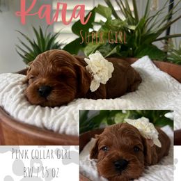 Girl 1 - Red female Cavapoo puppy in West Jordan, Utah from Ruby's Cavapoos