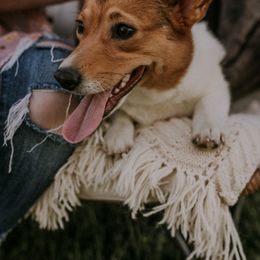 Pembroke Welsh Corgi All Grown Up from Kate Litts