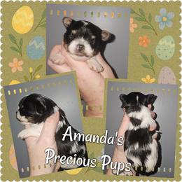 Jagger - Parti male Yorkshire Terrier puppy in Wartburg, Tennessee from Amanda's Precious Pups