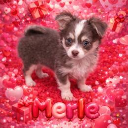 Merle Haggard - Blue merle male Chihuahua puppy in Drumright, Oklahoma from Fancy Pants Chihuahua’s