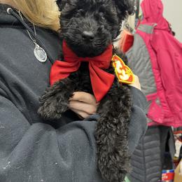 Chinese Shar-Pei and Pumi Puppies from Nixie Kennels