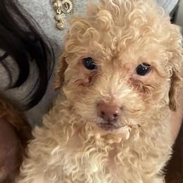 Chevy - Apricot male Goldendoodle puppy in Cumberland, Rhode Island from minigoldendoodlesofRI