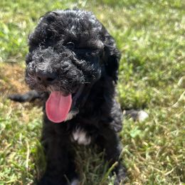 Aussiedoodle and Poodle Puppies from Sassy Poodle’s & Doodle’s