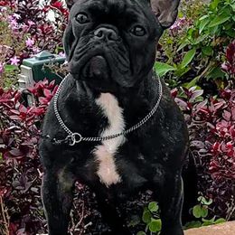 Cane Corso and French Bulldogs from Alasdair