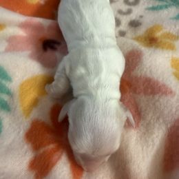 Bambi - Piebald male Dachshund puppy in Lakecreek, Oregon from Forever Doxie
