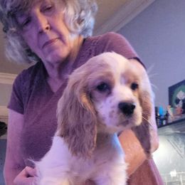 Cocker Spaniel Puppies from Smith's Main Squeeze