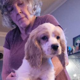 Cocker Spaniel Puppies from Smith's Main Squeeze