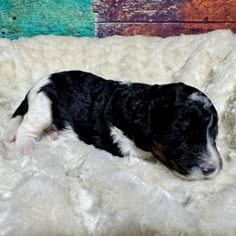 Black tri - Tri-color male Bernedoodle puppy in Blue Springs, Missouri from Jeanie’s Doodles