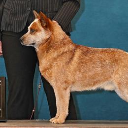 RC - Australian Cattle Dog